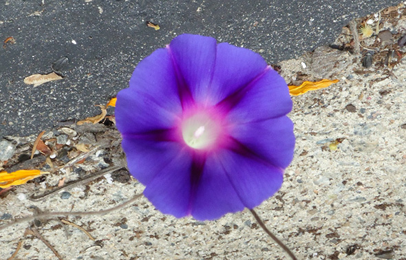 morningGlory morningGlory