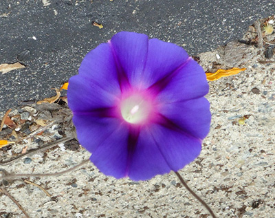 morningGlory morningGlory